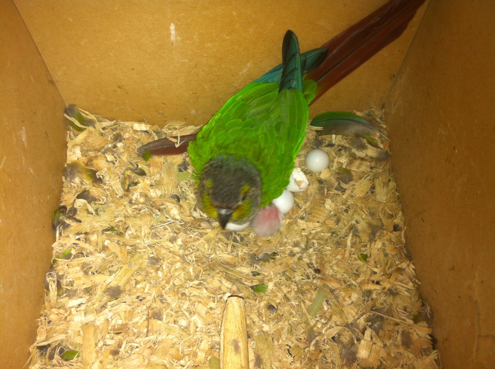 Parrot Breeding First Green Cheek Conure Chick of the Season